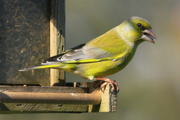 Verdier d'Europe (Chloris chloris) à la mangeoire © Joël Huet